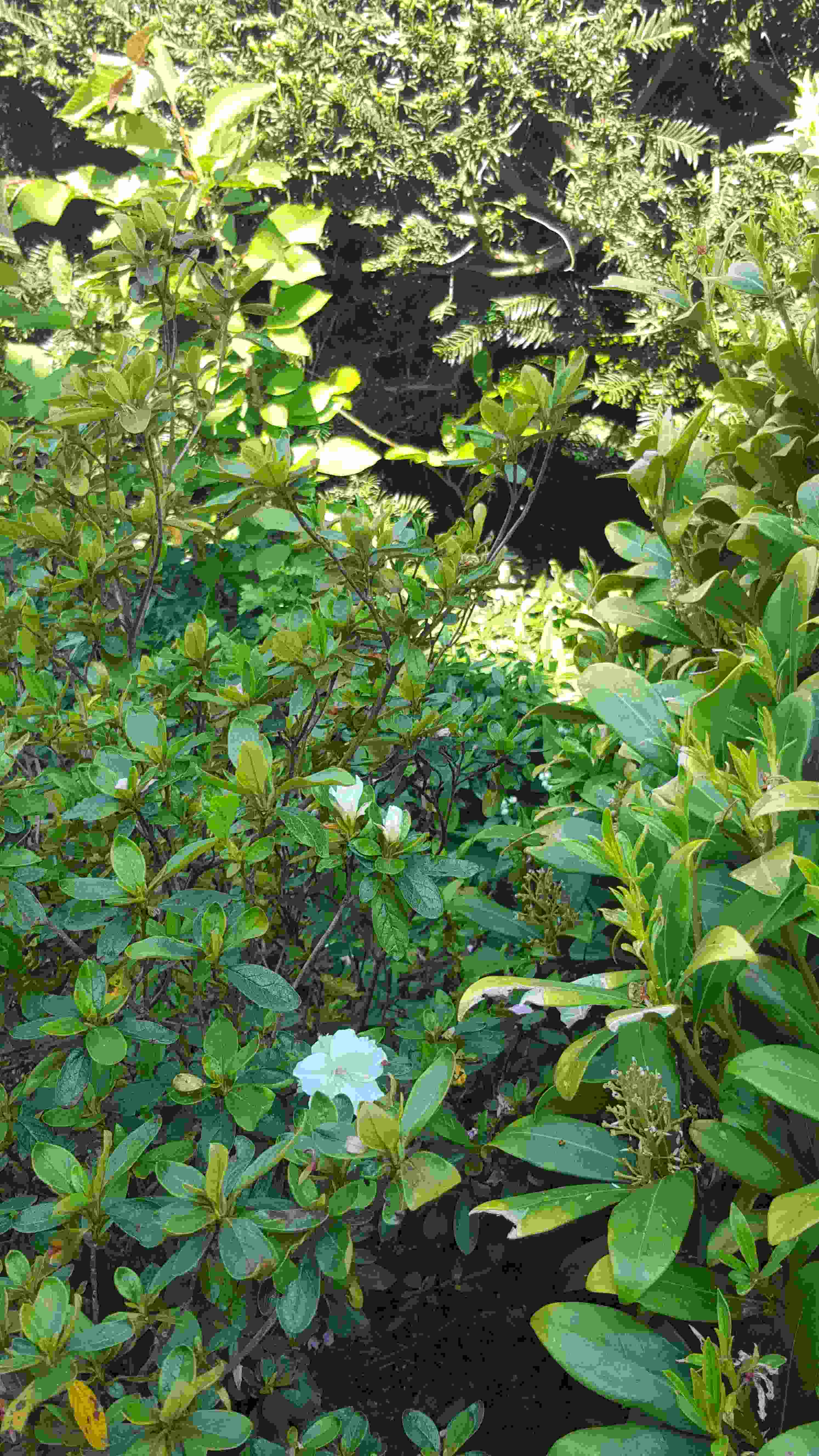 azalblanc cuisine20200427_102243.jpg